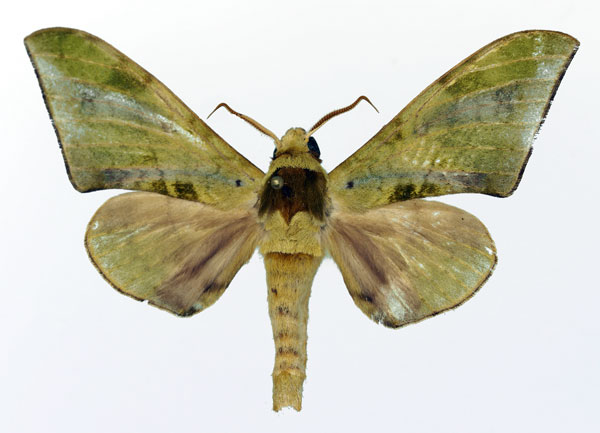 /filer/webapps/moths/media/images/T/tanzanica_Chloroclanis_AM_Basquin.jpg