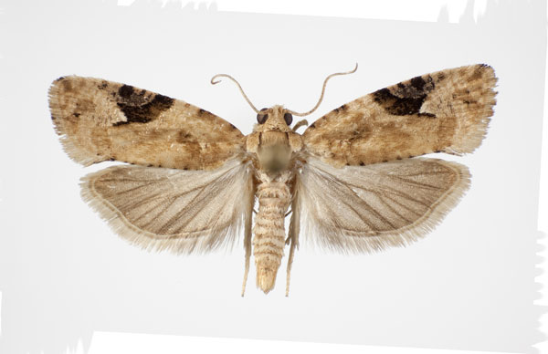 /filer/webapps/moths/media/images/T/tanzanica_Paraeccopsis_HT_NHMO.jpg