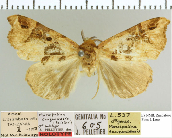 /filer/webapps/moths/media/images/T/tanzaniensis_Marcipalina_HT_NMB.jpg