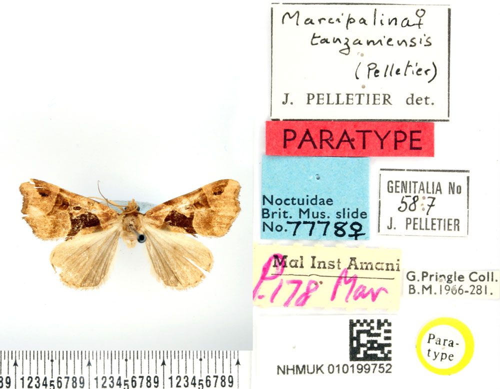 /filer/webapps/moths/media/images/T/tanzaniensis_Marcipalina_PTF_BMNH.jpg