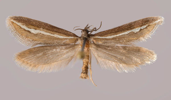 /filer/webapps/moths/media/images/T/tanzaniensis_Prototheora_HT_MHNG.jpg