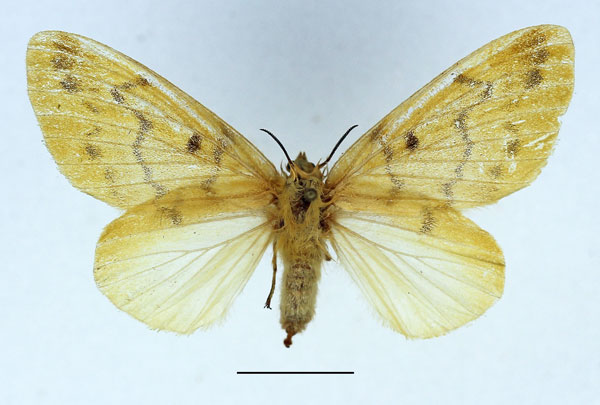 /filer/webapps/moths/media/images/T/tapiae_Lechriolepis_AF_Basquin.jpg