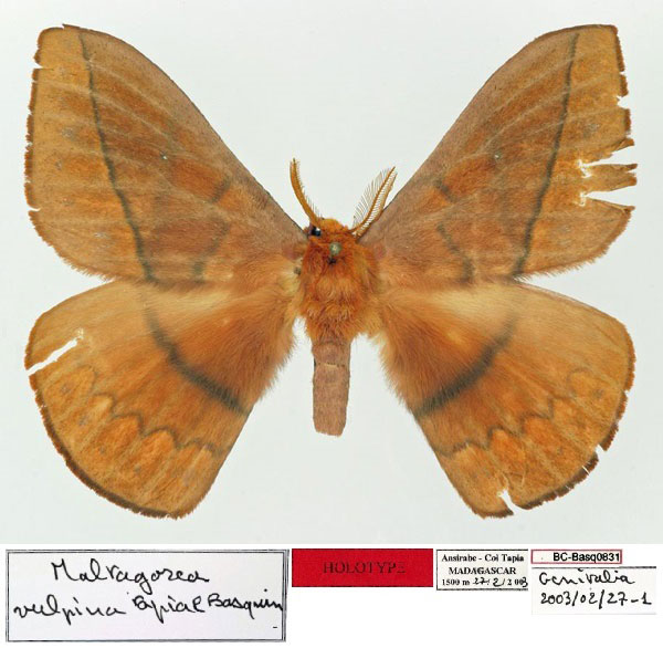 /filer/webapps/moths/media/images/T/tapiae_Maltagorea_HT_Basquin.jpg