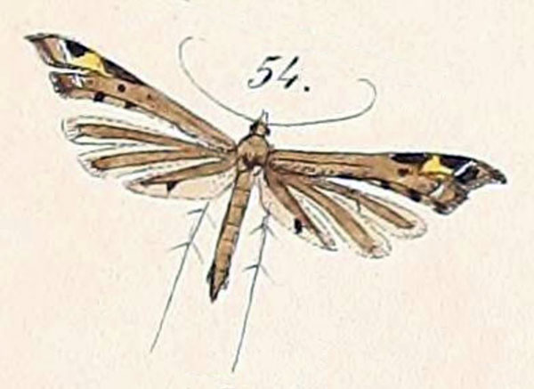 /filer/webapps/moths/media/images/T/taprobanes_Amblyptilia_HT_Felder_1875_140-54.jpg