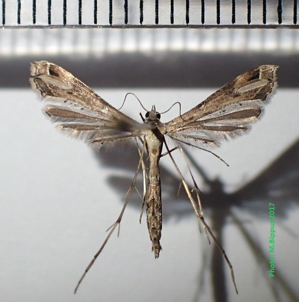 /filer/webapps/moths/media/images/T/taprobanes_Stenoptilodes_AF_Bippus.jpg