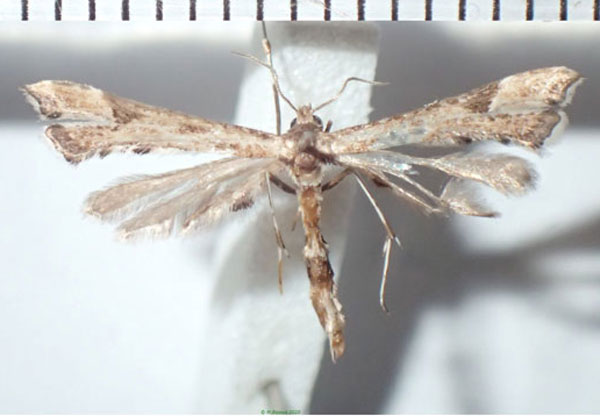 /filer/webapps/moths/media/images/T/taprobanes_Stenoptilodes_AF_Bippus_02.jpg