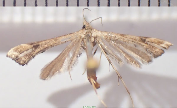 /filer/webapps/moths/media/images/T/taprobanes_Stenoptilodes_AM_Bippus.jpg