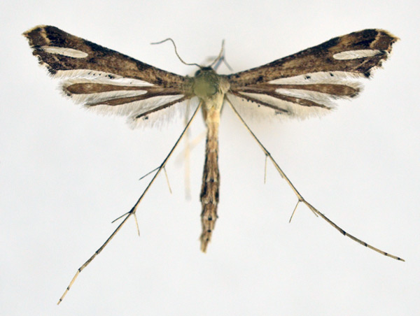 /filer/webapps/moths/media/images/T/taprobanes_Stenoptilodes_A_NHMO_01.jpg