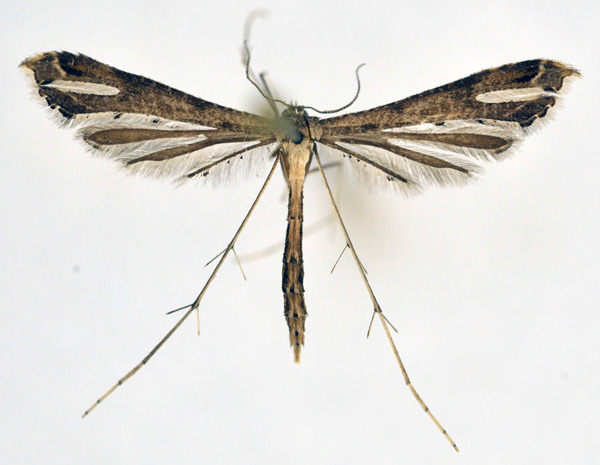 /filer/webapps/moths/media/images/T/taprobanes_Stenoptilodes_A_NHMO_02.jpg