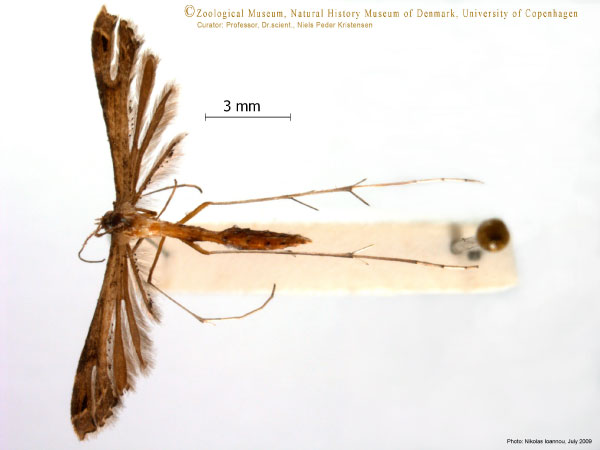 /filer/webapps/moths/media/images/T/taprobanes_Stenoptilodes_A_ZMUC.jpg