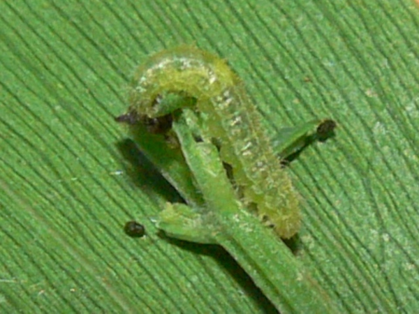 /filer/webapps/moths/media/images/T/taprobanes_Stenoptilodes_C_Goff_01.jpg
