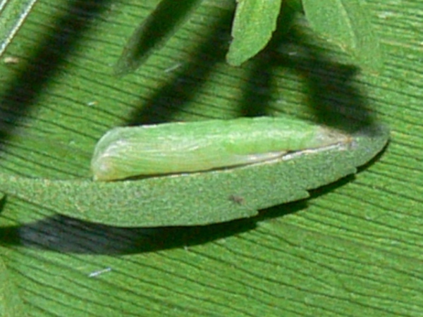 /filer/webapps/moths/media/images/T/taprobanes_Stenoptilodes_P_Goff_02.jpg