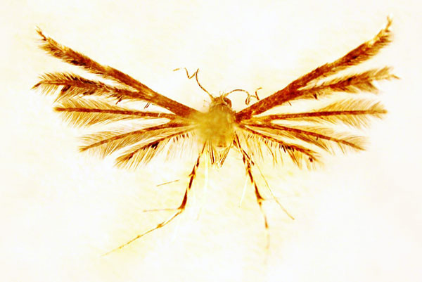 /filer/webapps/moths/media/images/T/tara_Prichotilus_HT_BMNH.jpg