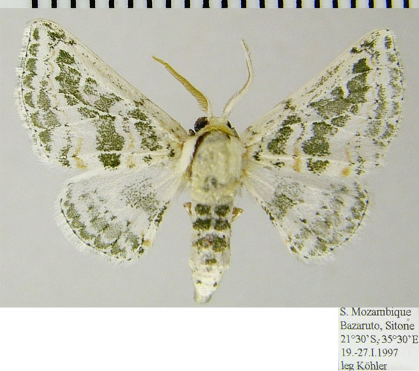 /filer/webapps/moths/media/images/T/tarachodes_Chionopora_AM_ZSMa.jpg