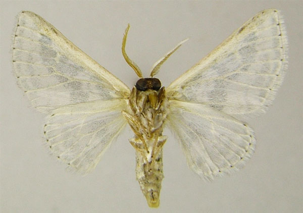 /filer/webapps/moths/media/images/T/tarachodes_Chionopora_AM_ZSMb.jpg