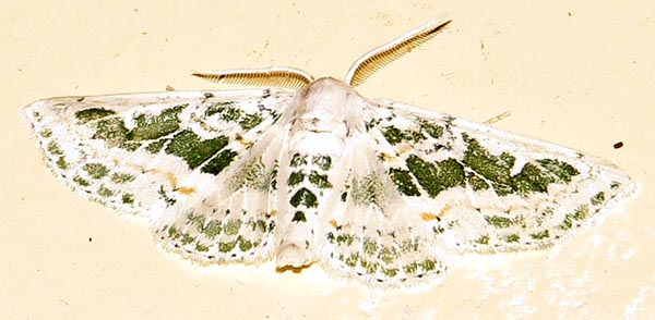 /filer/webapps/moths/media/images/T/tarachodes_Chionopora_A_Braun_04.jpg