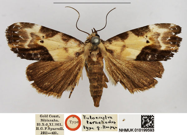 /filer/webapps/moths/media/images/T/tarachodes_Eulocastra_HT_NHMUK.jpg