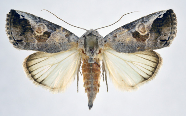 /filer/webapps/moths/media/images/T/tarachoides_Bryophilopsis_AF_NHMO.jpg