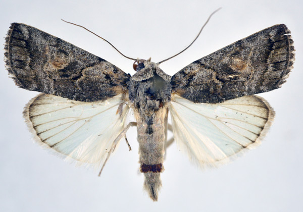 /filer/webapps/moths/media/images/T/tarachoides_Bryophilopsis_AM_NHMO_02.jpg