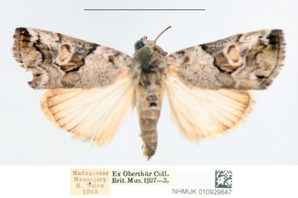 /filer/webapps/moths/media/images/T/tarachoides_Bryophilopsis_AM_NHMUK.jpg