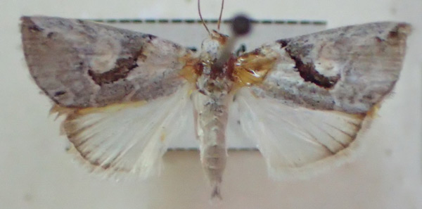 /filer/webapps/moths/media/images/T/tarachoides_Bryophilopsis_A_PZBT.jpg