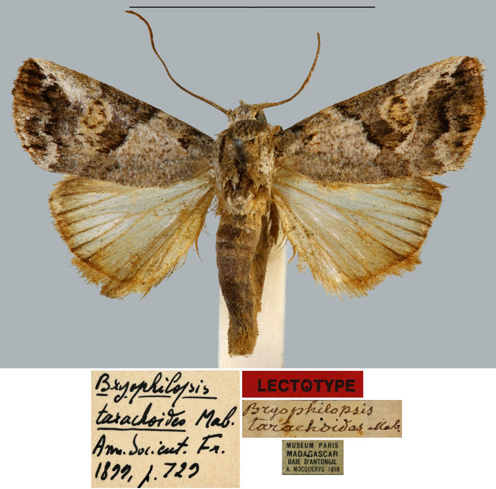 /filer/webapps/moths/media/images/T/tarachoides_Bryophilopsis_LT_MNHN.jpg