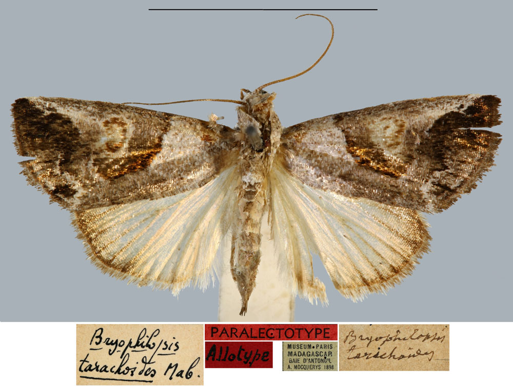 /filer/webapps/moths/media/images/T/tarachoides_Bryophilopsis_PLT_MNHN.jpg