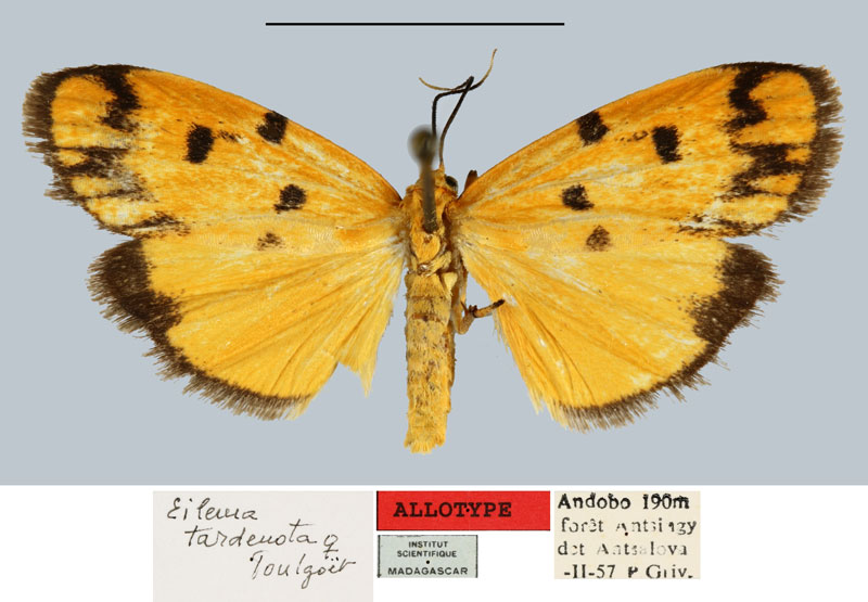 /filer/webapps/moths/media/images/T/tardenota_Eilema_AT_MNHN.jpg
