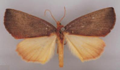 /filer/webapps/moths/media/images/T/tardenota_Terpnostola_HT_BMNH.jpg