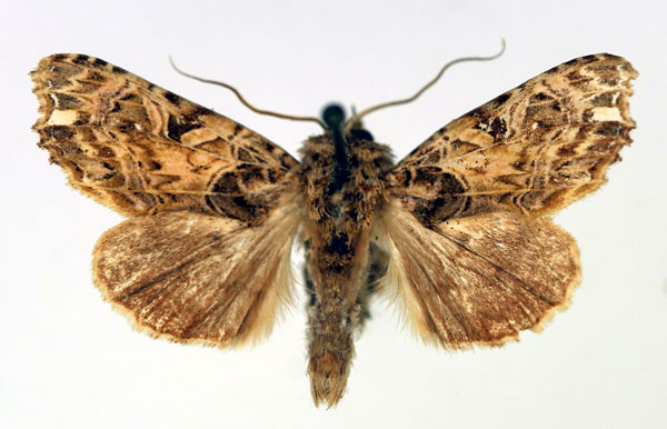 /filer/webapps/moths/media/images/T/tarsipilosa_Callopistria_AM_Aulombard.jpg