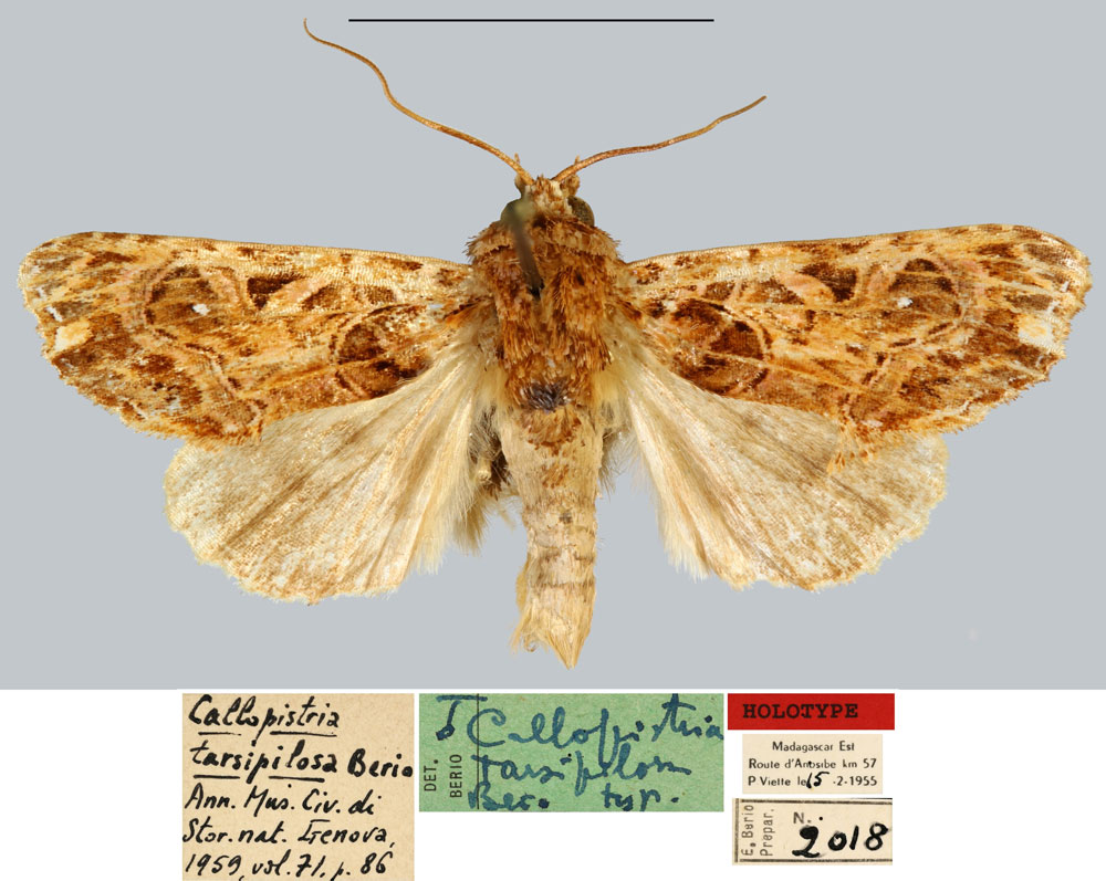 /filer/webapps/moths/media/images/T/tarsipilosa_Callopistria_HT_MNHN.jpg