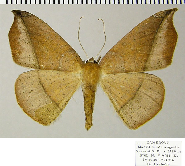 /filer/webapps/moths/media/images/T/tarsispina_Xanthisthisa_AF_ZSM.jpg