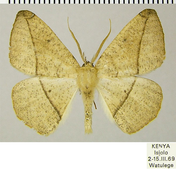 /filer/webapps/moths/media/images/T/tarsispina_Xanthisthisa_AM_ZSMa.jpg