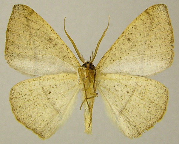 /filer/webapps/moths/media/images/T/tarsispina_Xanthisthisa_AM_ZSMb.jpg