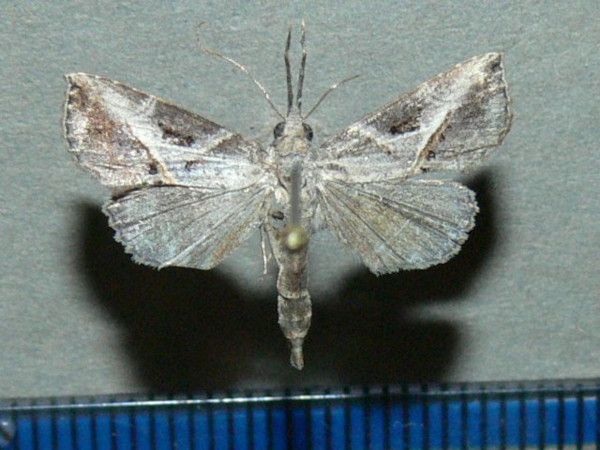 /filer/webapps/moths/media/images/T/taruensis_Zekelita_A_Goff_02.jpg