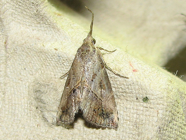 /filer/webapps/moths/media/images/T/taruensis_Zekelita_A_Goff_03.jpg