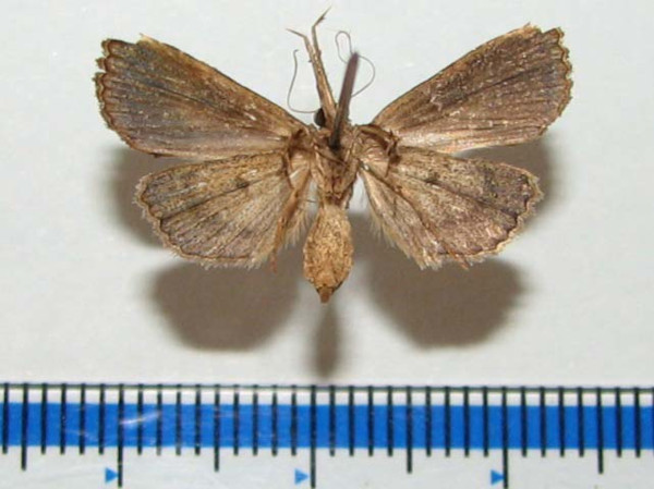 /filer/webapps/moths/media/images/T/taruensis_Zekelita_A_Goffb_01.jpg