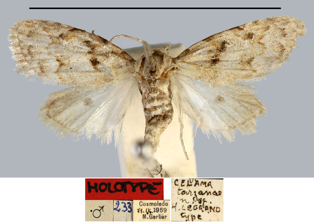/filer/webapps/moths/media/images/T/tarzanae_Celama_HT_MNHN.jpg