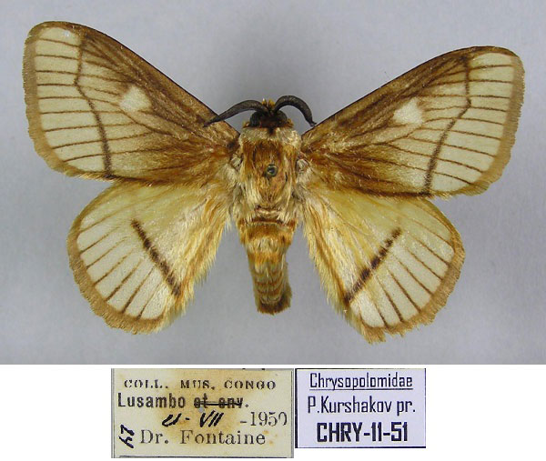 /filer/webapps/moths/media/images/T/tatooifera_Strigivenifera_HT_RMCA.jpg