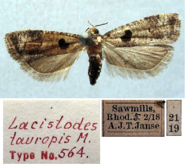 /filer/webapps/moths/media/images/T/tauropis_Lacistodes_HT_TMSA.jpg