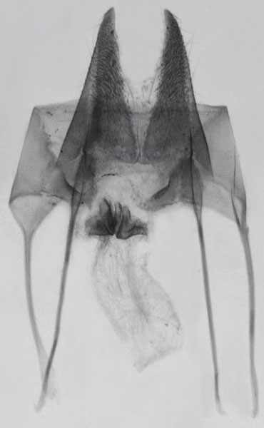 /filer/webapps/moths/media/images/T/taveta_Sesamia_GFPT_MNHN_739.jpg