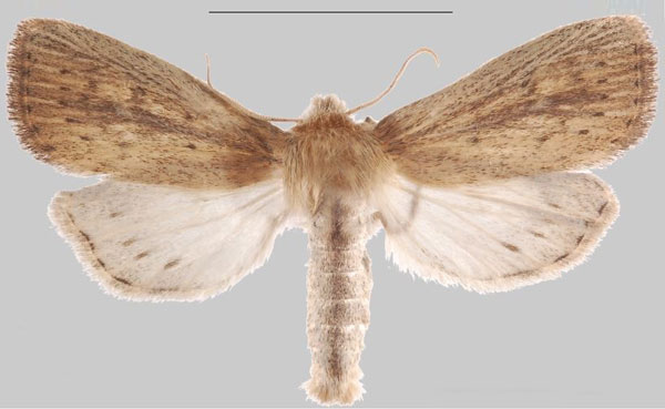/filer/webapps/moths/media/images/T/taveta_Sesamia_HT_MNHNb.jpg
