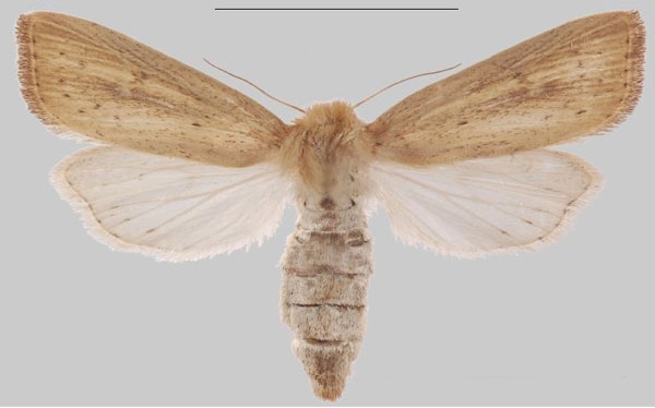/filer/webapps/moths/media/images/T/taveta_Sesamia_PTF_MNHNa.jpg