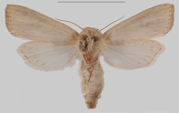 /filer/webapps/moths/media/images/T/taveta_Sesamia_PTF_MNHNb.jpg