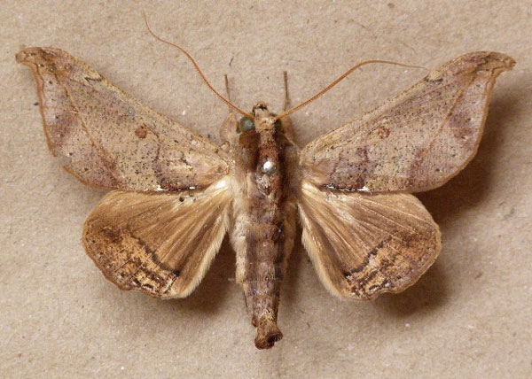 /filer/webapps/moths/media/images/T/tavetensis_Ogovia_A_Butler.jpg