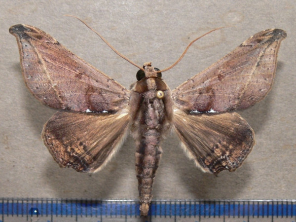 /filer/webapps/moths/media/images/T/tavetensis_Ogovia_A_Goffa_01.JPG