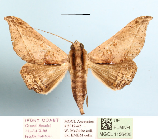 /filer/webapps/moths/media/images/T/tavetensis_Ogovia_A_MGCLa_01.JPG