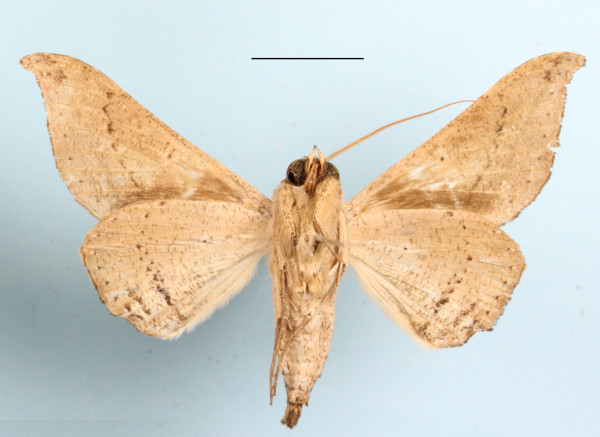 /filer/webapps/moths/media/images/T/tavetensis_Ogovia_A_MGCLb_01.JPG