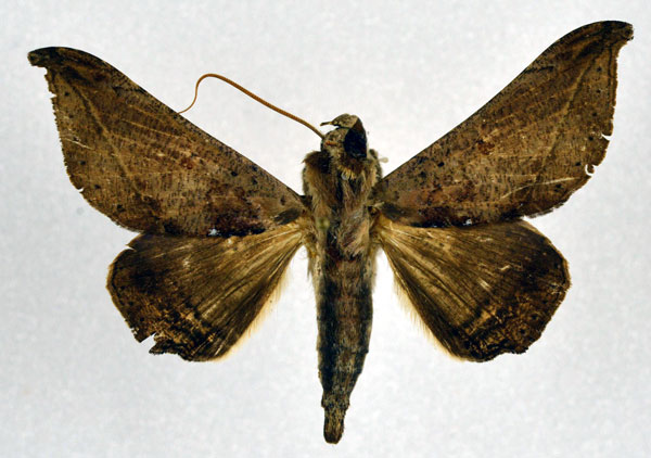 /filer/webapps/moths/media/images/T/tavetensis_Ogovia_A_NHMO.jpg