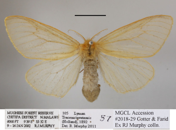 /filer/webapps/moths/media/images/T/tavetensis_Olapa_AF_MGCLa_03.JPG